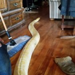 Back in the living room again, Sam, the albino Burmese python, reappears after many people hunted for him.