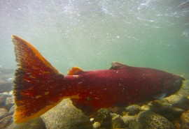 Salmon Symposium November 8 and 9